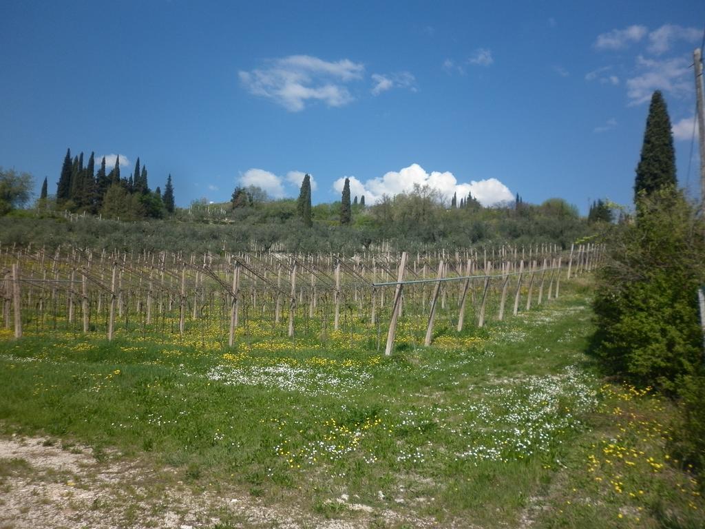 La Piccola Mimosa Lägenhet SantʼAmbrogio di Valpolicella Exteriör bild